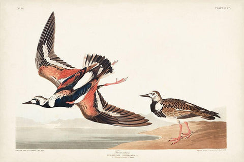 Pl. 304 Turn-stone Black Ornate Wood Framed Art Print with Double Matting by Audubon, John James