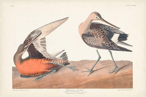Pl. 258 Hudsonian Godwit Black Ornate Wood Framed Art Print with Double Matting by Audubon, John James