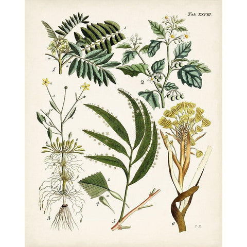 Fanciful Ferns I Black Modern Wood Framed Art Print with Double Matting by Unknown