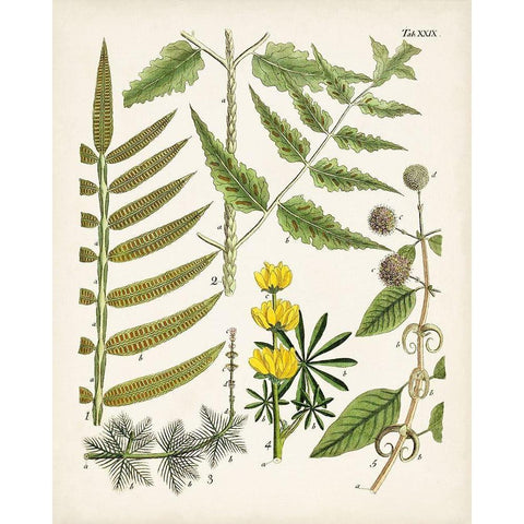 Fanciful Ferns II Black Modern Wood Framed Art Print with Double Matting by Unknown