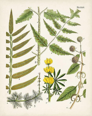 Fanciful Ferns II Black Ornate Wood Framed Art Print with Double Matting by Unknown