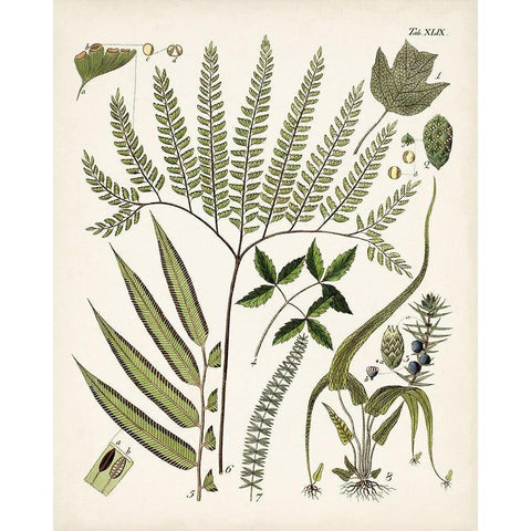 Fanciful Ferns III White Modern Wood Framed Art Print by Unknown