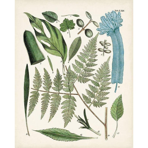 Fanciful Ferns IV White Modern Wood Framed Art Print by Unknown