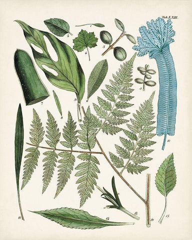Fanciful Ferns IV Black Ornate Wood Framed Art Print with Double Matting by Unknown