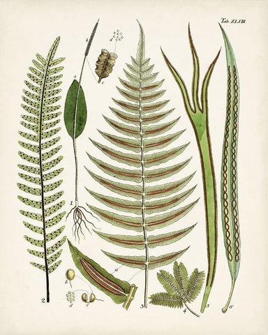 Fanciful Ferns V White Modern Wood Framed Art Print with Double Matting by Unknown