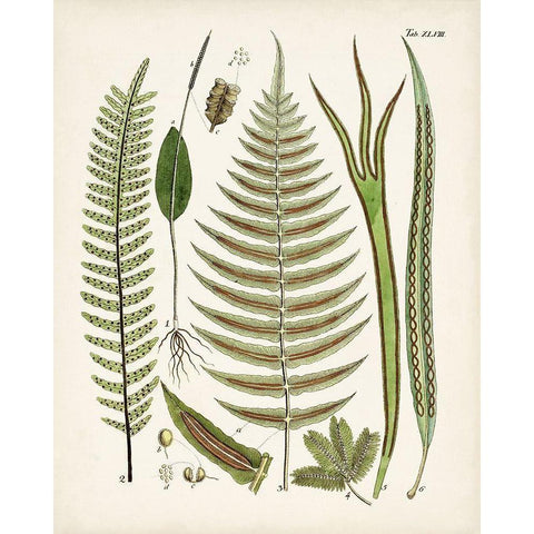 Fanciful Ferns V White Modern Wood Framed Art Print by Unknown