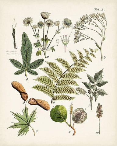 Fanciful Ferns VI Black Ornate Wood Framed Art Print with Double Matting by Unknown
