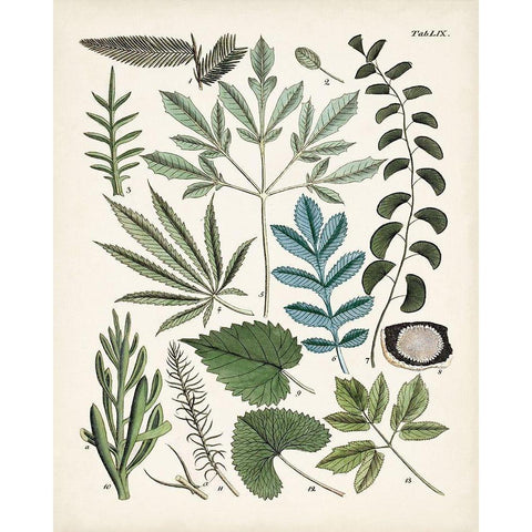 Fanciful Ferns VII White Modern Wood Framed Art Print by Unknown
