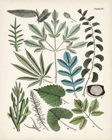 Fanciful Ferns VII Black Ornate Wood Framed Art Print with Double Matting by Unknown