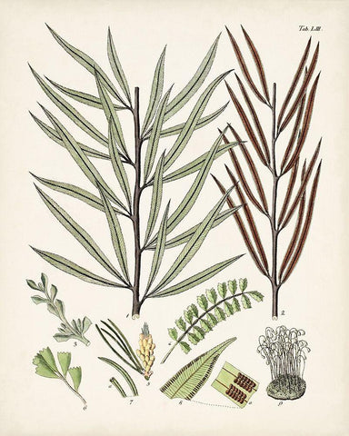 Fanciful Ferns VIII White Modern Wood Framed Art Print with Double Matting by Unknown