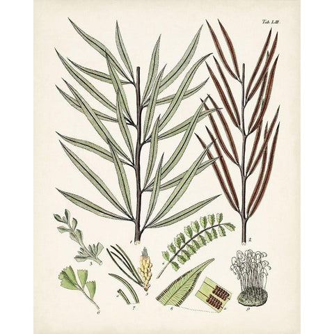 Fanciful Ferns VIII White Modern Wood Framed Art Print by Unknown