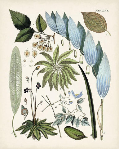 Fanciful Ferns IX Black Ornate Wood Framed Art Print with Double Matting by Unknown