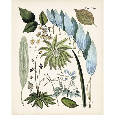 Fanciful Ferns IX White Modern Wood Framed Art Print by Unknown