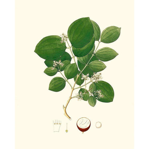 Spring Green Foliage I White Modern Wood Framed Art Print by Unknown