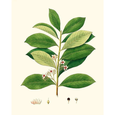 Spring Green Foliage III Black Modern Wood Framed Art Print with Double Matting by Unknown