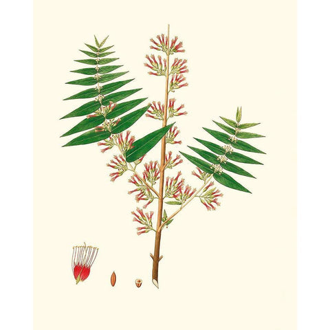 Spring Green Foliage VI White Modern Wood Framed Art Print by Unknown