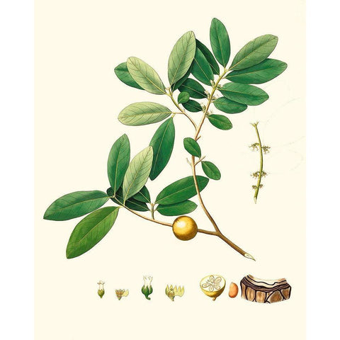 Spring Green Foliage VII White Modern Wood Framed Art Print by Unknown