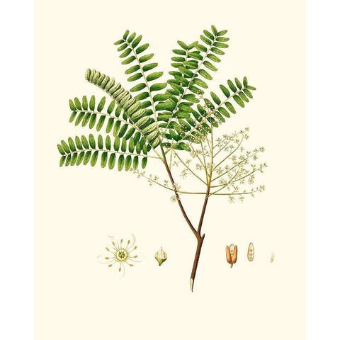 Spring Green Foliage VIII White Modern Wood Framed Art Print by Unknown