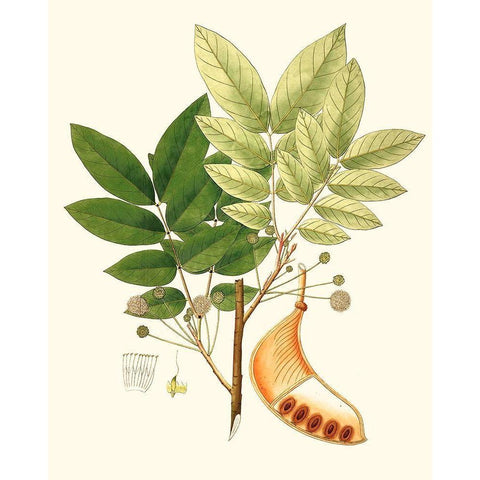 Spring Green Foliage IX White Modern Wood Framed Art Print by Unknown