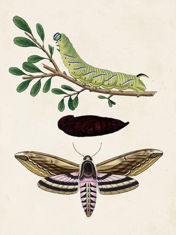 Caterpillar and Moth I Black Ornate Wood Framed Art Print with Double Matting by Unknown