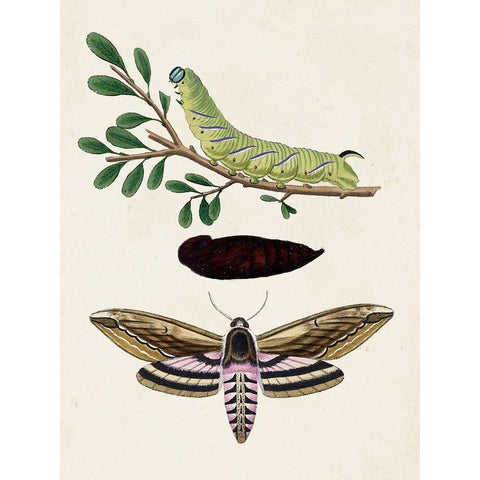 Caterpillar and Moth I White Modern Wood Framed Art Print by Unknown