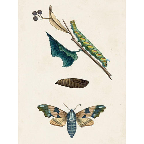 Caterpillar and Moth II White Modern Wood Framed Art Print by Unknown