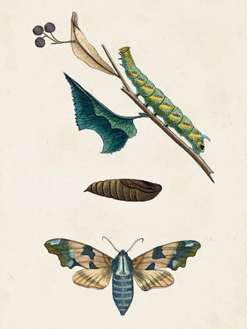 Caterpillar and Moth II Black Ornate Wood Framed Art Print with Double Matting by Unknown