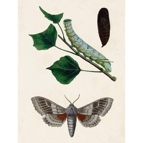 Caterpillar and Moth III White Modern Wood Framed Art Print by Unknown