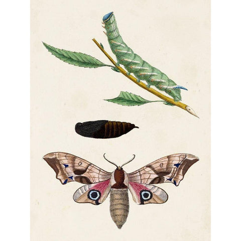Caterpillar and Moth IV White Modern Wood Framed Art Print by Unknown