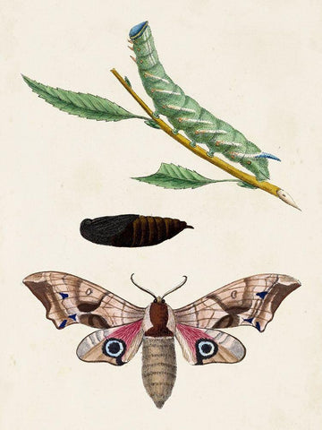 Caterpillar and Moth IV Black Ornate Wood Framed Art Print with Double Matting by Unknown
