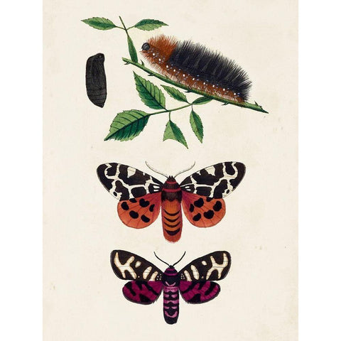 Caterpillar and Moth V White Modern Wood Framed Art Print by Unknown