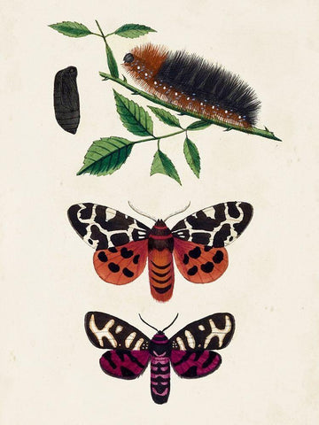 Caterpillar and Moth V White Modern Wood Framed Art Print with Double Matting by Unknown