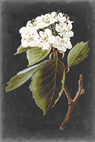 Dramatic White Flowers I White Modern Wood Framed Art Print with Double Matting by Vision Studio