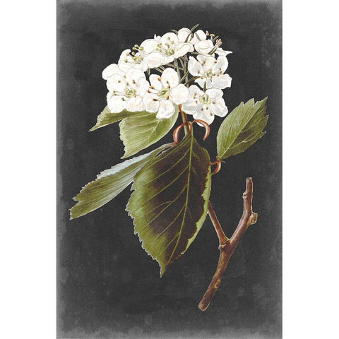 Dramatic White Flowers I White Modern Wood Framed Art Print by Vision Studio