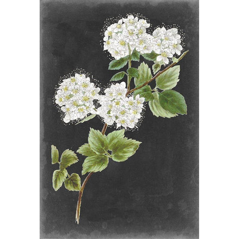Dramatic White Flowers II White Modern Wood Framed Art Print by Vision Studio