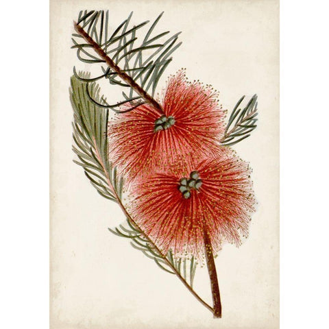 Bottle Brush Flower I White Modern Wood Framed Art Print by Miller, John