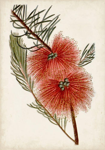 Bottle Brush Flower I White Modern Wood Framed Art Print with Double Matting by Miller, John