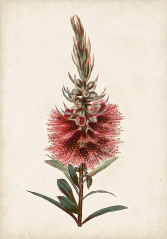 Bottle Brush Flower II White Modern Wood Framed Art Print with Double Matting by Miller, John