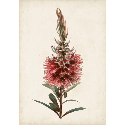 Bottle Brush Flower II White Modern Wood Framed Art Print by Miller, John