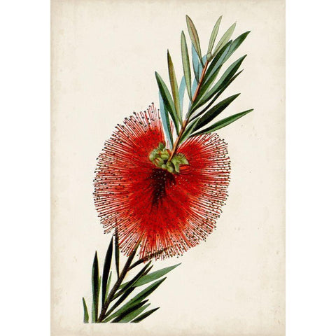Bottle Brush Flower III White Modern Wood Framed Art Print by Miller, John