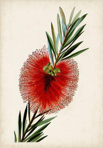 Bottle Brush Flower III Black Ornate Wood Framed Art Print with Double Matting by Miller, John