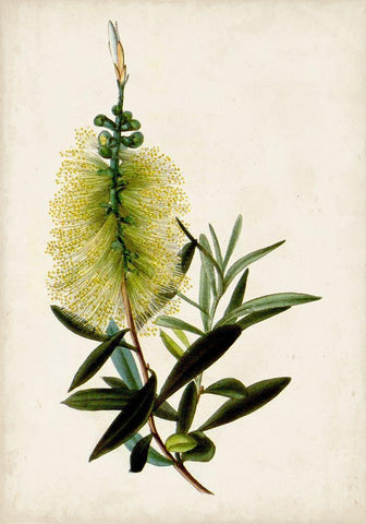 Bottle Brush Flower IV White Modern Wood Framed Art Print with Double Matting by Miller, John