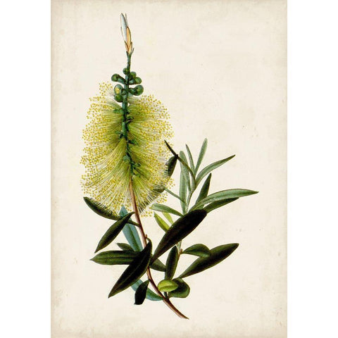 Bottle Brush Flower IV White Modern Wood Framed Art Print by Miller, John