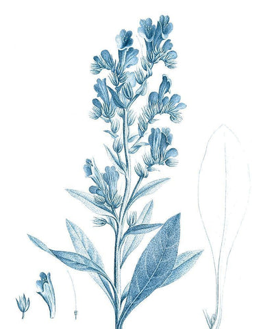 Antique Botanical in Blue III White Modern Wood Framed Art Print with Double Matting by Vision Studio