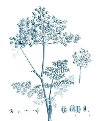 Antique Botanical in Blue VI White Modern Wood Framed Art Print with Double Matting by Vision Studio