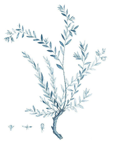 Antique Botanical in Blue VII White Modern Wood Framed Art Print with Double Matting by Vision Studio