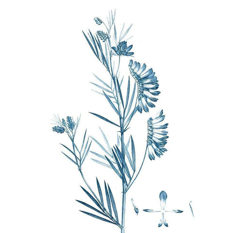 Antique Botanical in Blue IX White Modern Wood Framed Art Print by Vision Studio
