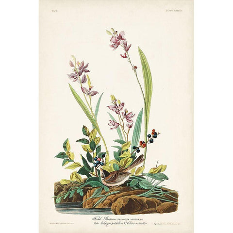 Pl. 139 Field Sparrow Black Modern Wood Framed Art Print with Double Matting by Audubon, John James