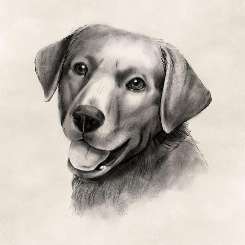 Charcoal Labrador II White Modern Wood Framed Art Print by Popp, Grace