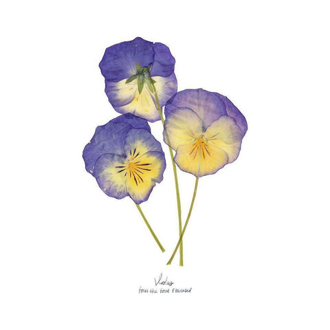 Pressed Violas II White Modern Wood Framed Art Print by Popp, Grace